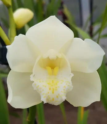 Cymbidium Orchid - Dural Snow ‘Purity' - 1 Spike • $45