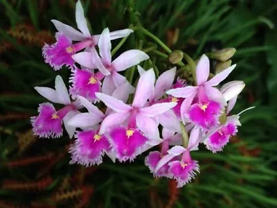 $33 • Buy Species Orchid - Epidendrum Calanthum