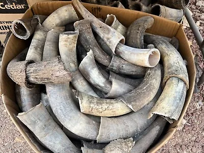 Bull Horns Cow Steer Horn (one Pair Only)  RAW NATURAL 8  To 10  BLACK POWDER • $25