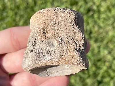 Texas Fossil Mosasaur Vertebrae Cretaceous Age Dinosaur Bone Ozan Formation • $19.99