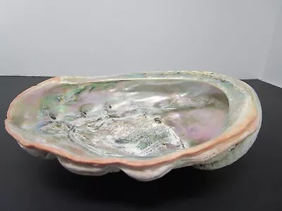Beautiful Natural Abalone Sea Shell Large 8  X 6.5  Iridescent Nautical Decor • $18.99