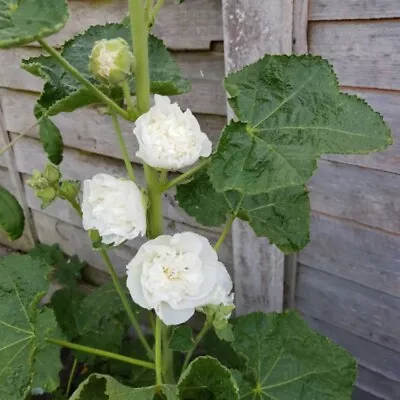 2x Alcea Hollyhock 'Chaters White' 1ltr Garden Ready Plants Sent Bare Root • £10.95