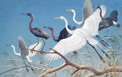 Herons Vintage Art By Walter Weber • $15.95