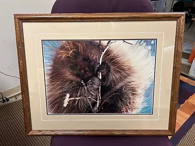 Breakfast In The Willows Porcupine Thomas Mangelsen Original Photo Grand Teton  • $295