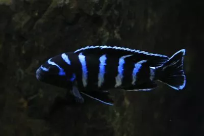 Zebra Cichlid ** African Malawi Cichlid ** Pseudotropheus Demasoni • £9.99