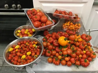 Tomatoes Beefsteak 100 Mix  Lot Seeds Heirloom  100% Organic Indeterminate • £6.20