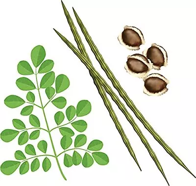 50 Moringa Seeds Organic Large Size Pkm1 Variety Malunggay Shobhanjana Miracle T • $16.96