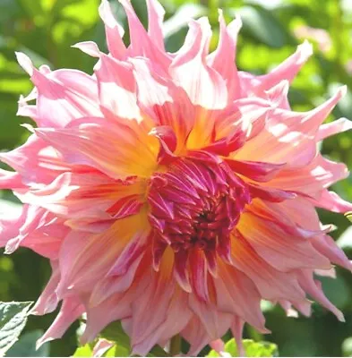 Dinner-plate Dahlia Tuber - PENHILL WATERMELON. 25cm Blooms. Last 1. EYEING! • £4