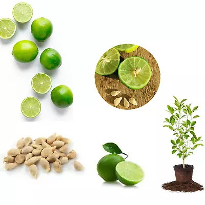 25+ Organic Citrus Aurantifolia Key Lime Home Plant Natural Live Seeds NON-GMO • £8.29