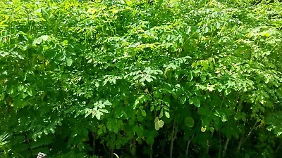 $14.50 • Buy Moringa Oleifera Plant,  Live    Tree (2) Pack 6 