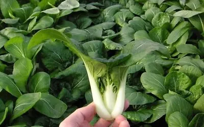 500+ Pak Choi - Dwarf White Stem Cabbage Seeds - Heirloom - Non GMO - Organic • $2.68