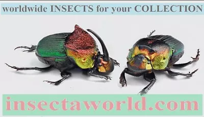 Scarabaeidae Phanaeus Vindex USA (male Form MAJOR Long Horn) PAIR • $6.99