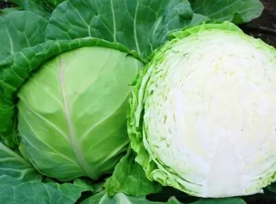 VEGETABLE - White Cabbage  - Early - 200 Seeds • £1.55