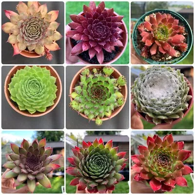 5 X Sempervivum Plants Outdoor Succulents Evergreen Perennials House Leeks . • £14.99