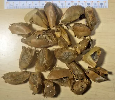 20X Empty IO Silk Moth Cocoons Automeris Io Saturniidae For Artwork Or Education • $21