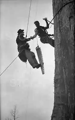 Vintage Tree Climbing - Logging With Axes And Crosscut Saws • $6.95