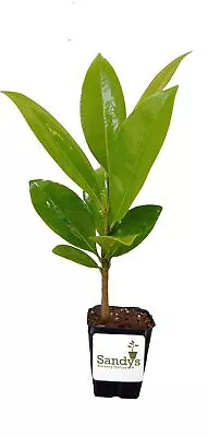 Magnolia Grandiflora Tree Southern Magnolia White Flower • $5.99