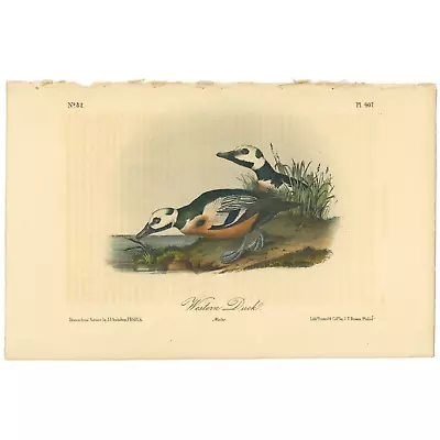 Audubon Birds Octavo 2nd Ed 1856 H/c Lithograph Pl 407 Western Duck • $33.48