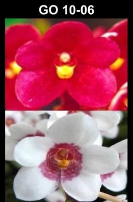 $35 • Buy OoN Sarcochilus GO-10-06 Kooroora (Yvette X Judith) Orchid FS Mtd
