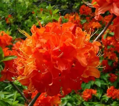( 1 ) - Mandarin Lights Orange Deciduous - Starter Plant ( 5m ) ( 1 Live Plant ) • $16.99
