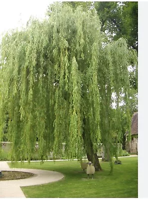 PREORDER Salix Chrysocoma-Golden Weeping Willow 3 Cuttings  Picture 2 • £11