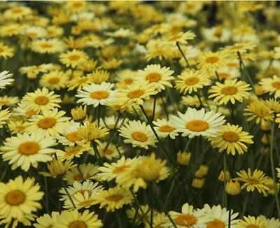 ANTHEMIS Tinctoria 'E C Buxton' A.G.M. - Hardy Perennial Plant - Ex 9cm (P9) Pot • £4.75