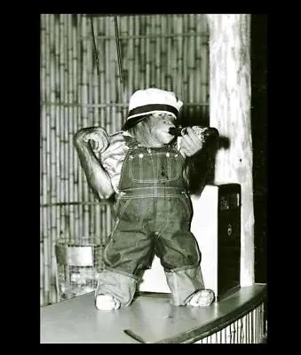 Vintage Funny Monkey Drinking Beer PHOTO Circus Chimpanzee Costume Freak Creepy • $5.28