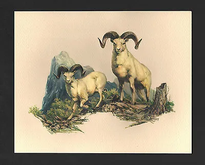 *Vintage* 1970's FREDERICK SWENEY Wildlife 3-D EMBOSSED Print DALL SHEEP NOS • $12.99
