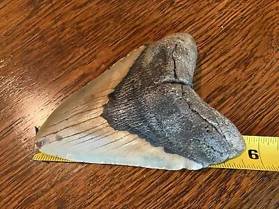 Large Megalodon Fossil Shark Tooth • $86