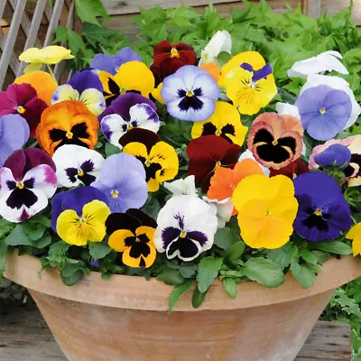 50 UK Pastel Giant Mixed Pansy Seeds Floral Scented Flowers Pot Basket & Garden • £3.29