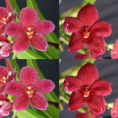 $11.50 • Buy Sarcochilus Orchid Seedling. J041 (Kulnura Intensity 'Mottle Base' X Kulnura Daz