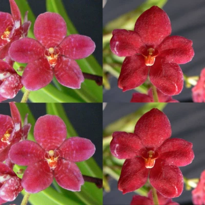 $11.50 • Buy Sarcochilus Orchid Seedling. J041 (Kulnura Intensity 'Mottle Base' X Kulnura Daz