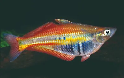 6 X Papua Rainbow Fish Melanotaenia Papuae 4cm • £50