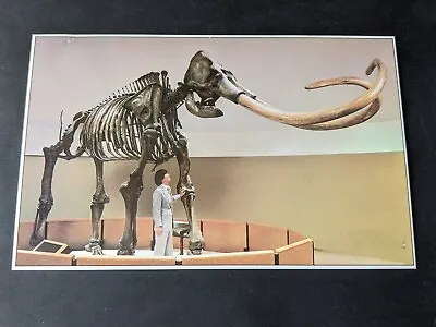 Vtg Imperial Mammoth 15000 Pound Giant. La Brea Tar Pits Souvenir Postcard. 2 • $20