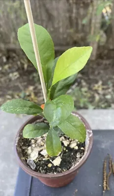 Lemon Tree Meyer (4” Potted Rooted Seedlings) • $20