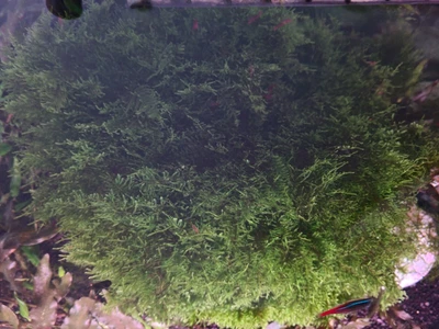 £2.99 • Buy Java Moss Carpeting Live Aquatic Guppy Shrimp Aquarium Plant UK