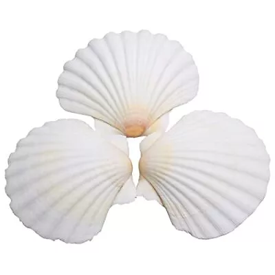 LUCKY BABY 25pcs Scallop Shells For Crafts 2-3 Inches White Large Natural Se • $18.45