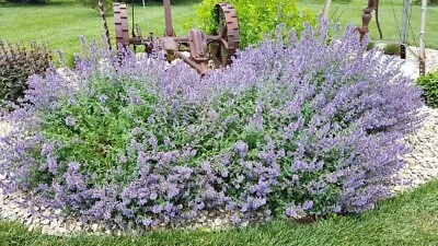 Catnip Cat Mint Seeds X 50 Herb Aromatic Pet Friendly Cat Toy Nepeta Cataria  • £2