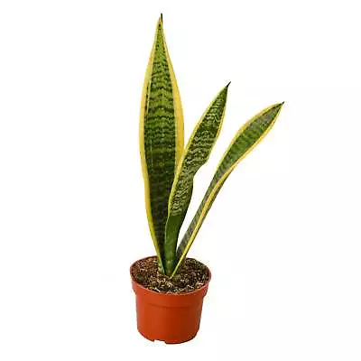 Snake Plant Laurentii • $23.72