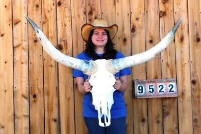 Real Steer Skull Art!! Polished Long Horns Mounted 3' 9  Cow Bull Longhorn H9522 • $81