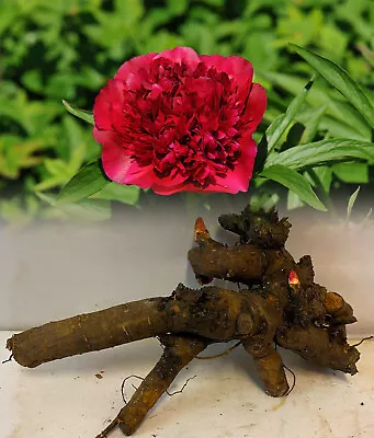 Rubra Plena Double Peony (paeonia) Red Bare Root Perennial Plants X 1 Root • £13.99