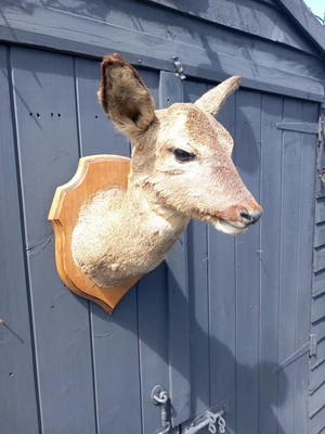 £145 • Buy Taxidermy Roe Deer Head Mount 