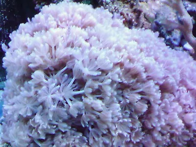 Soft Coral Frags Colonies Leather Toadstool Sarcophyton GSP Xenia Clove Marine • £12