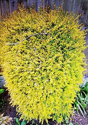 £6.50 • Buy  Lonicera Nitida Baggesen's Gold Box Honeysuckle.Easy To Grow And  Shape . 