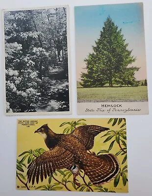 3 Pennsylvania State Symbols Roughed Grouse Mountain Laurel Hemlock Pcards T13 • $12.95