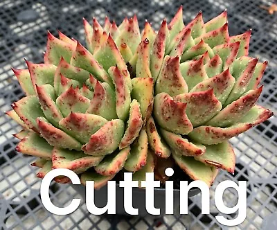 Succulent CUTTING - Echeveria Agavoides Ebony X Red Blush • $6