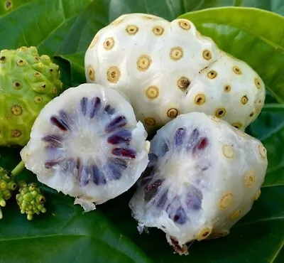 Noni Starvation 100+ Seeds (Morinda Citrifolia) • $155