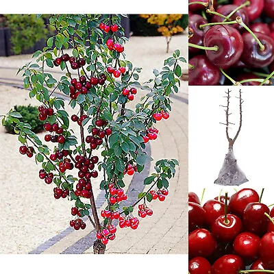 Cherry Tree Plant Duo Fruit 'Stella & Sunburst' Patio Bare Root 100-120cm Tall • £32.95