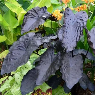 Painted Black Elephant Ear Ppaf Gecko Tm - Colocasia - Live Plant • $18.99