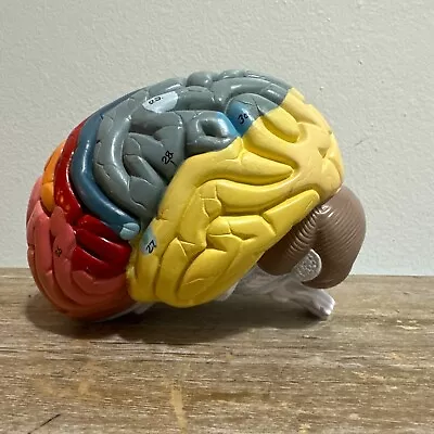 Brain Model For Medical Student Brain Model For Teaching • $39.99